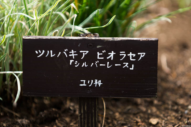 立て札「ツルバキア ビオラセア」