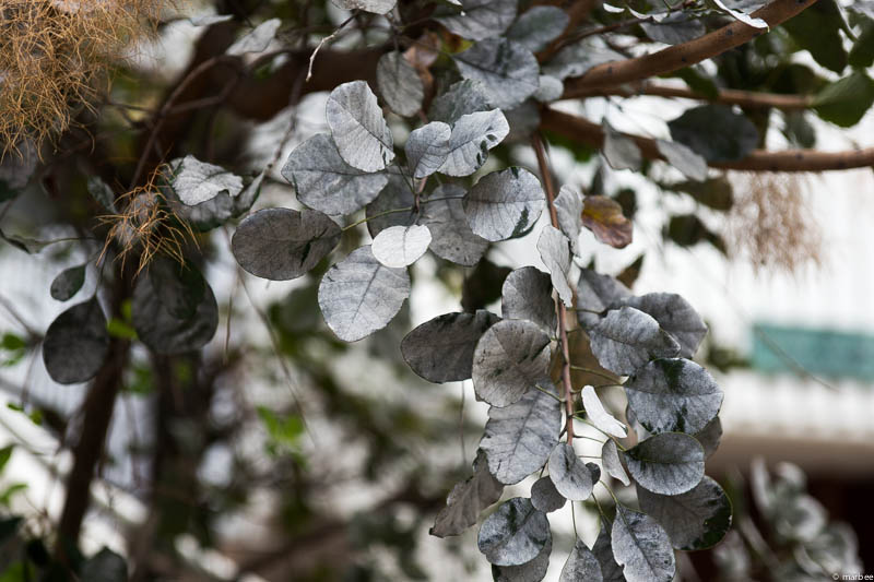 スモークツリー