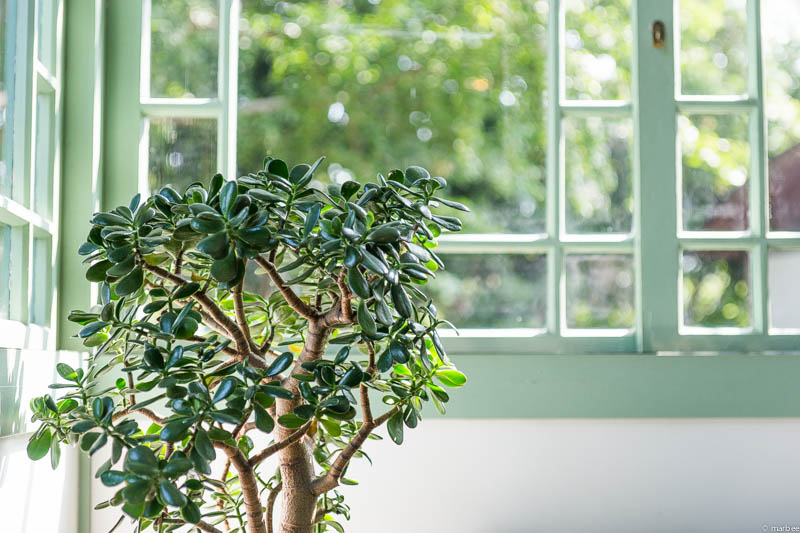 ブラフ18番館窓際