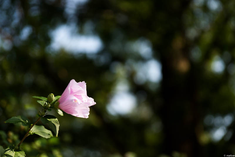 ピンク色のムクゲ