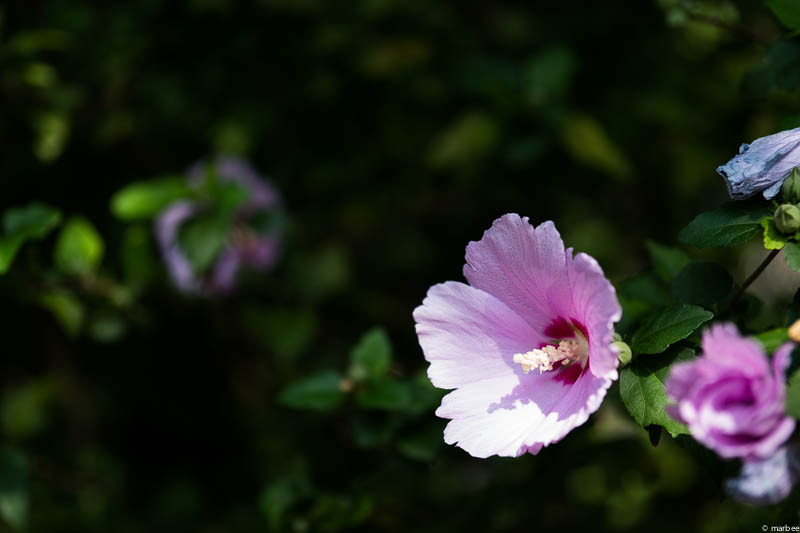 ピンク色のムクゲ