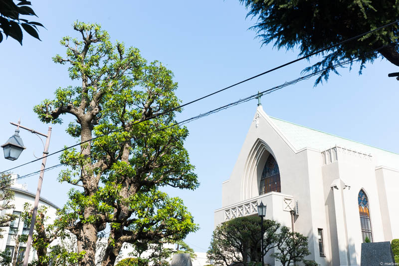 カトリック教会