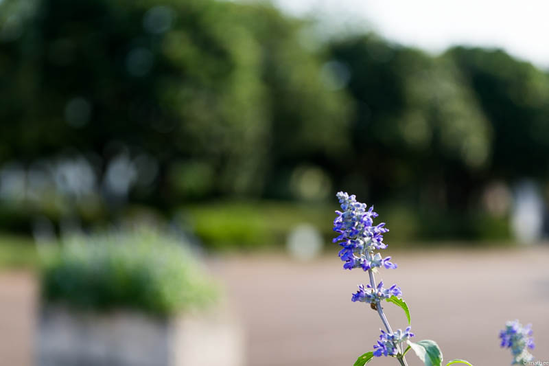 港の見える丘公園 ラベンダー