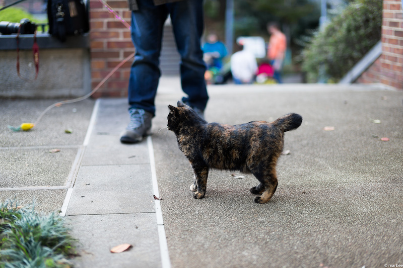 ニャンコ（軸上色収差補正後）