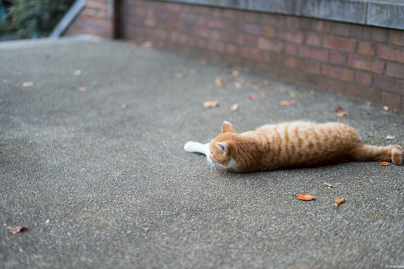 ニャンコ（軸上色収差補正後）