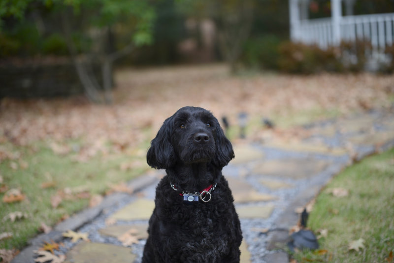 Zeiss 55mm f:1.4 Otus サンプル