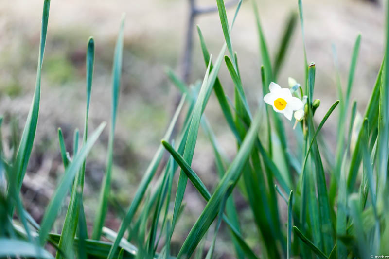 α7 + Sonnar T* FE 55mm F1.8 ZA 作例
