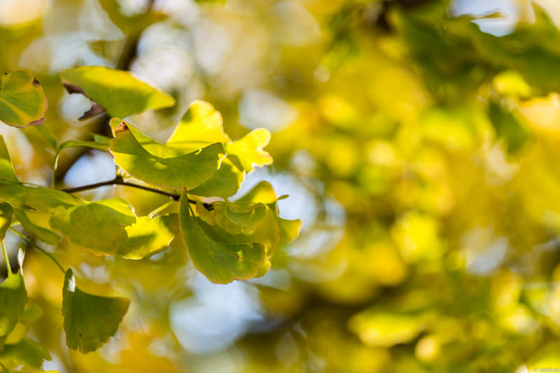 銀杏の葉