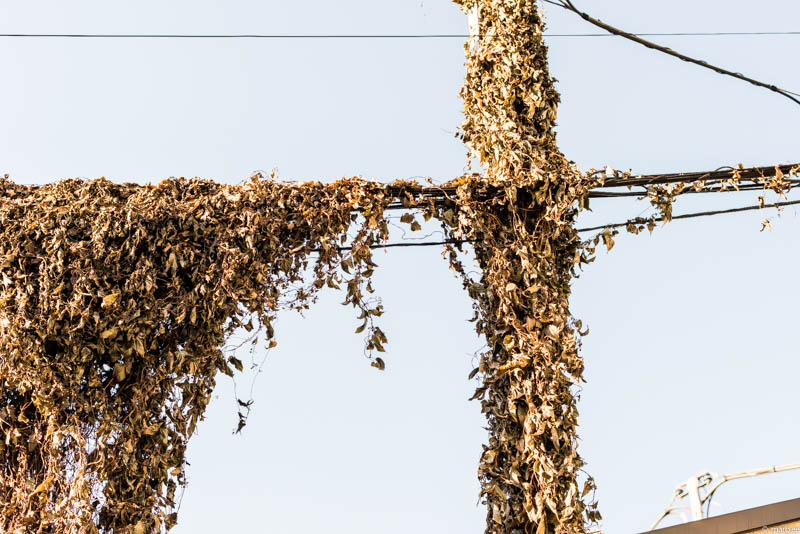 枯葉に包まれた電柱