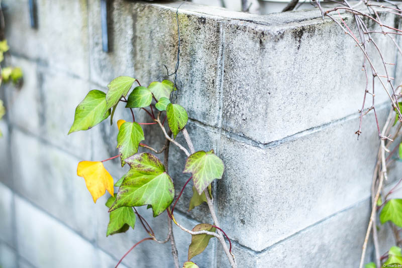 壁を這う蔦