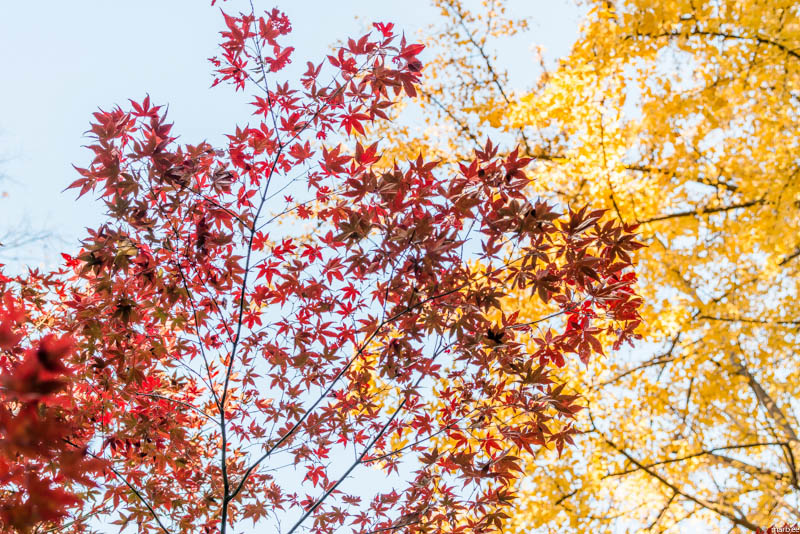 根津神社 紅葉
