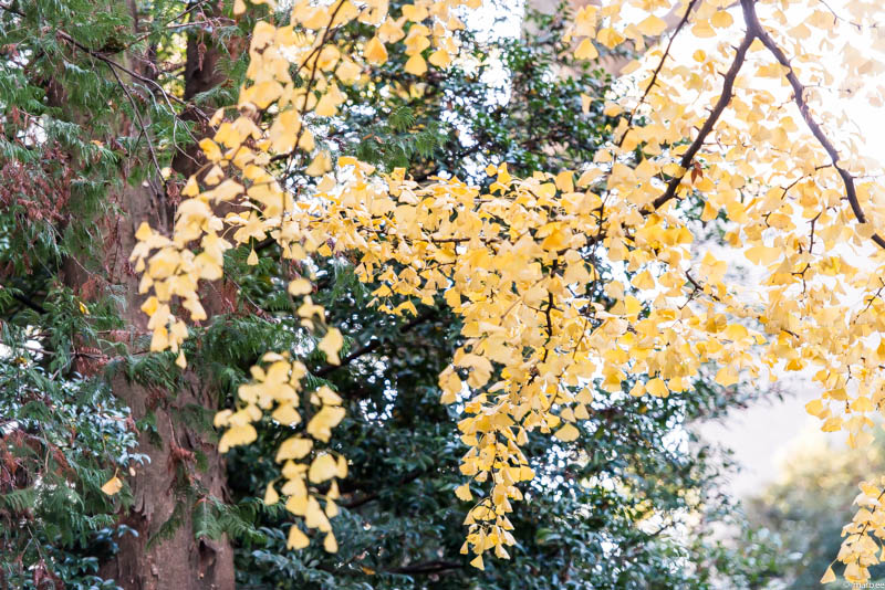 根津神社 銀杏