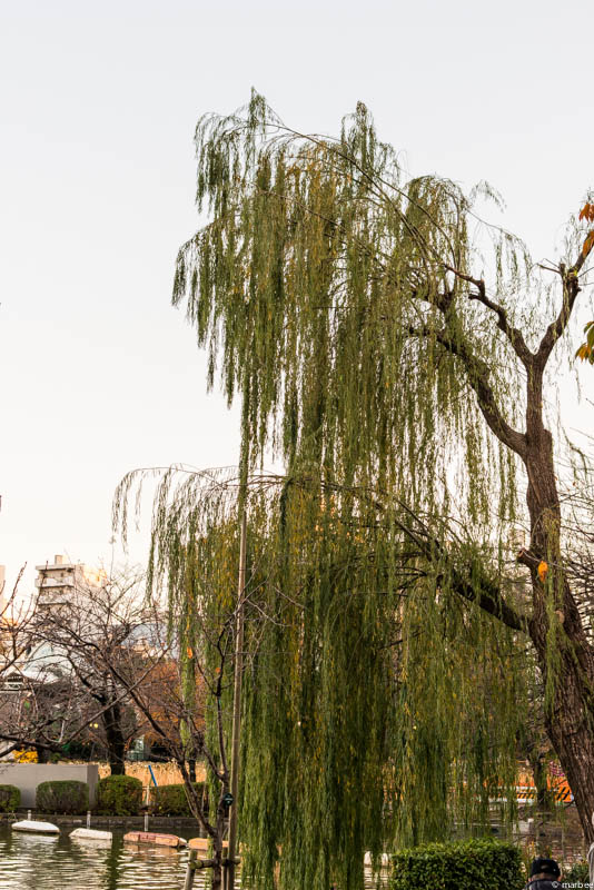 上野公園 柳