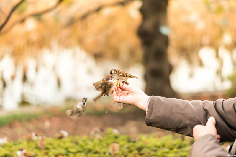 上野公園 雀