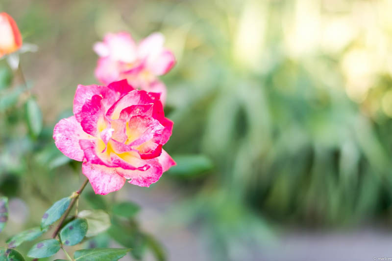 ピンク色の薔薇