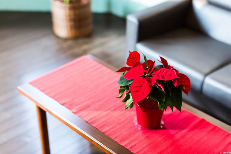 ブラフ18番館 クリスマスの飾り