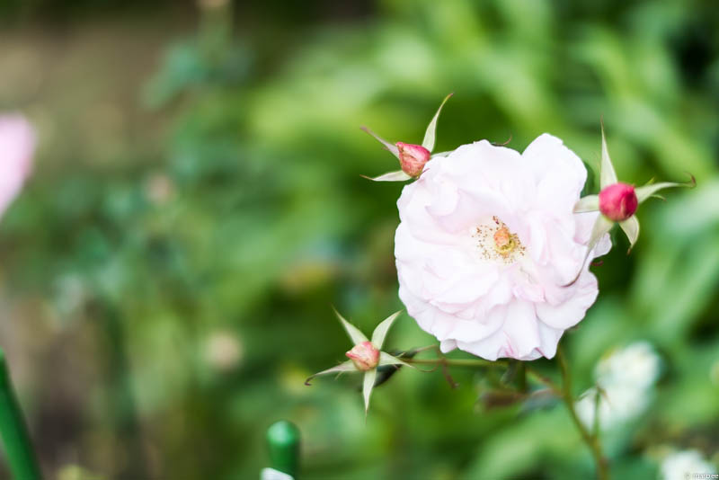 ブラフ18番館 薔薇