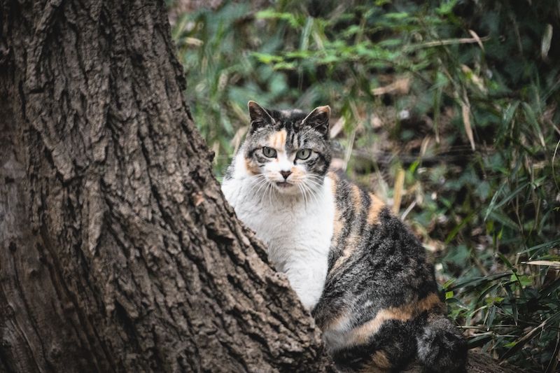 見てはいけないモノを見てしまった猫