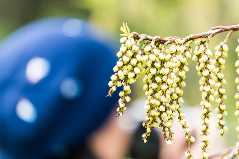 ハチジョウキブシとカメラ女子