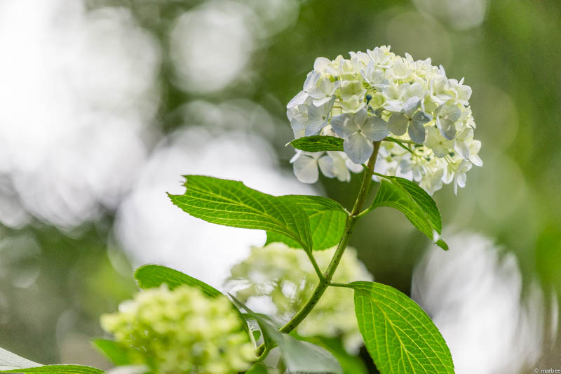 紫陽花 白