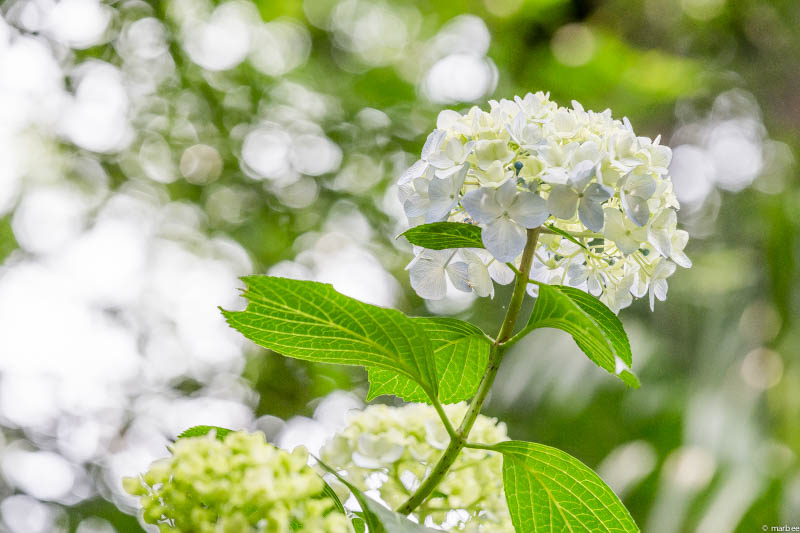 紫陽花 白