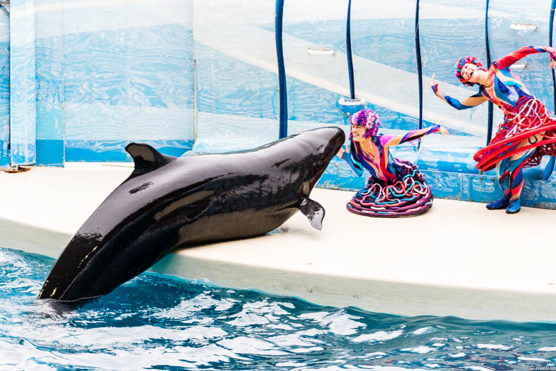 江ノ島水族館 イルカショー