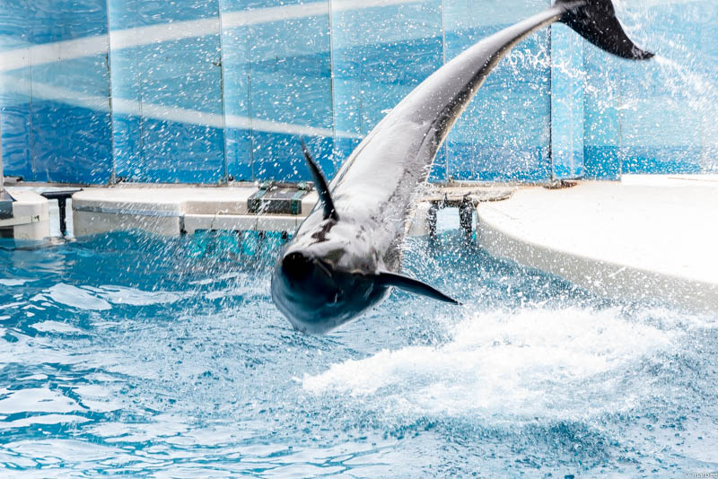 江ノ島水族館 イルカショー