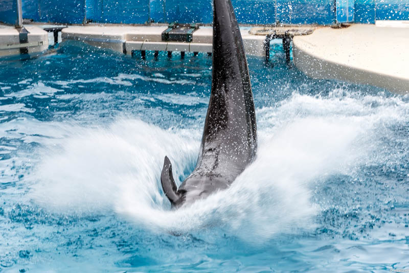 江ノ島水族館 イルカショー
