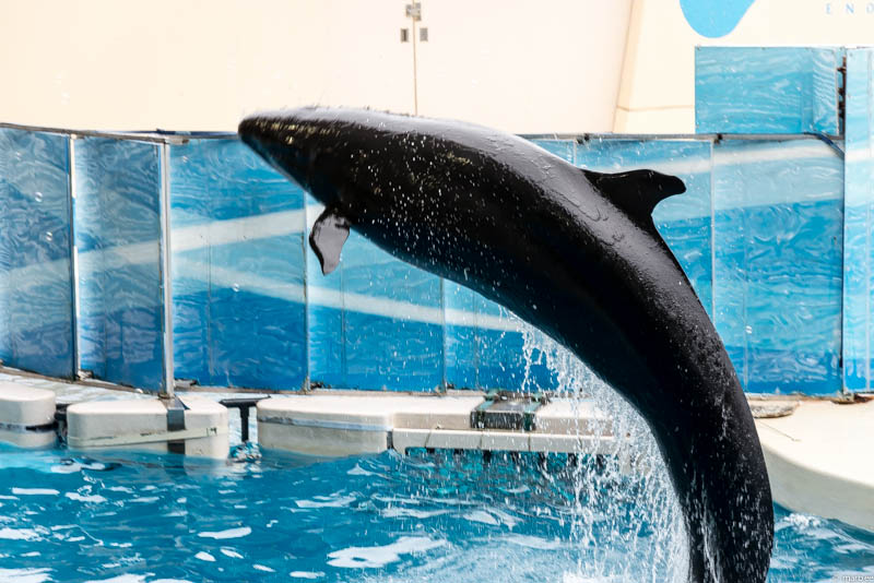 江ノ島水族館 イルカショー