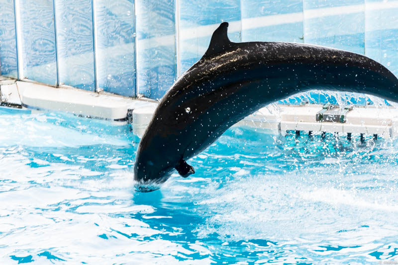 江ノ島水族館 イルカショー