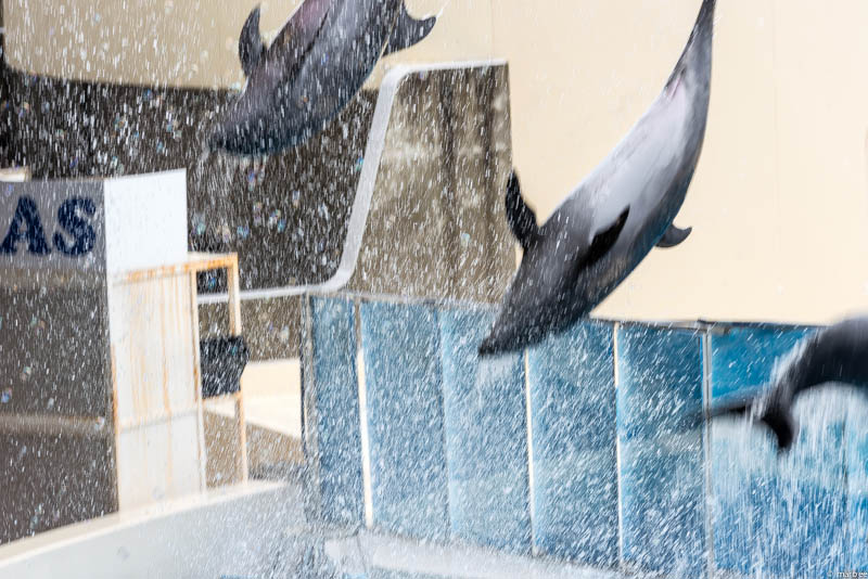 江ノ島水族館 イルカショー