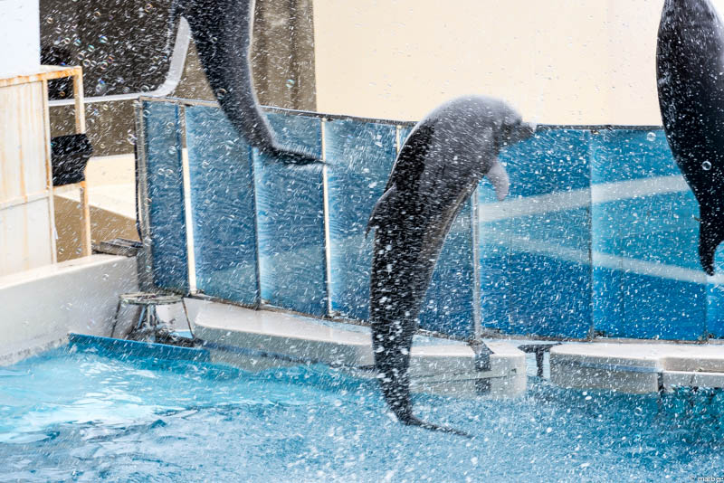 江ノ島水族館 イルカショー