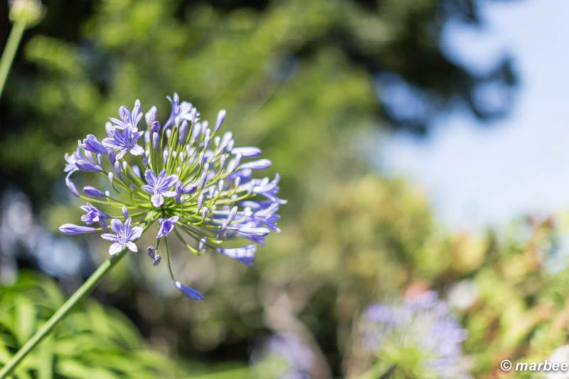 アガパンサス 青