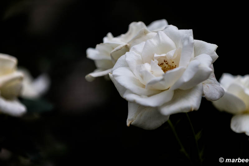 薔薇 ホワイトクリスマス