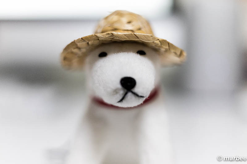 EF40mmF2.8STM+エクステンションチューブ12mmでお父さん犬を撮影