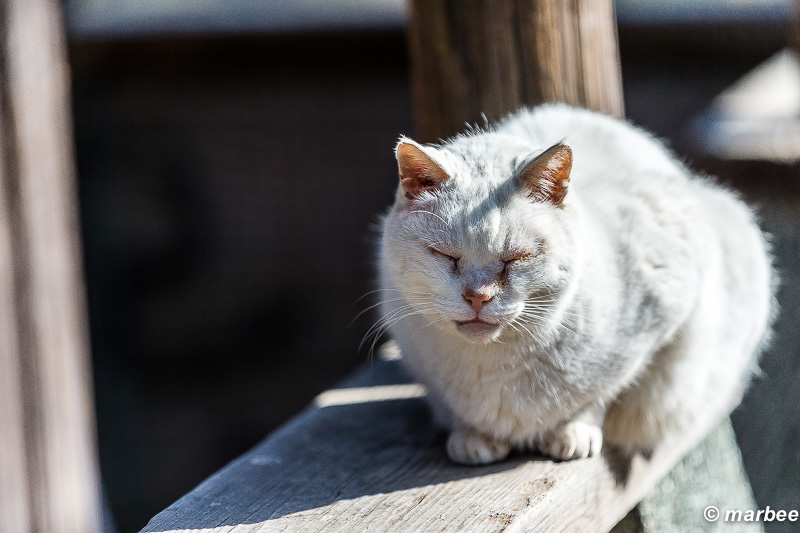 日向ぼっこするニャンコ