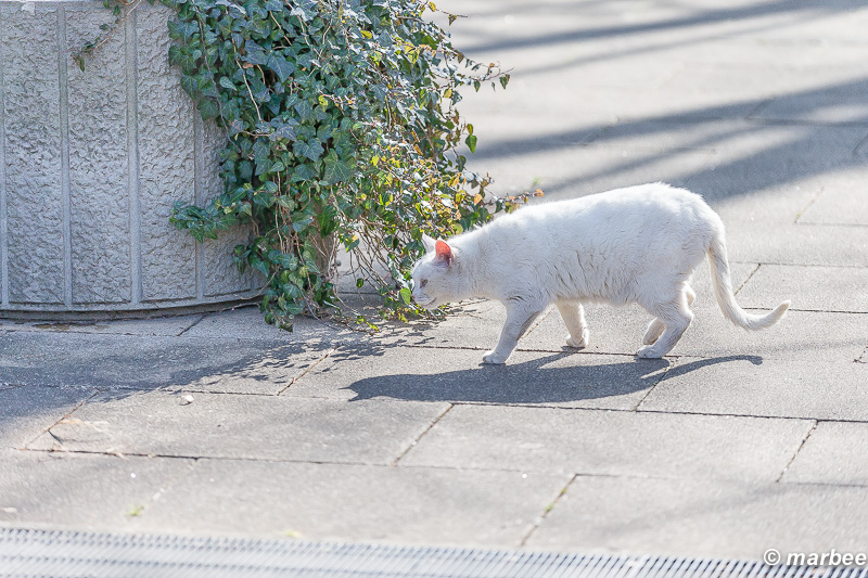 日向をお散歩ニャンコ