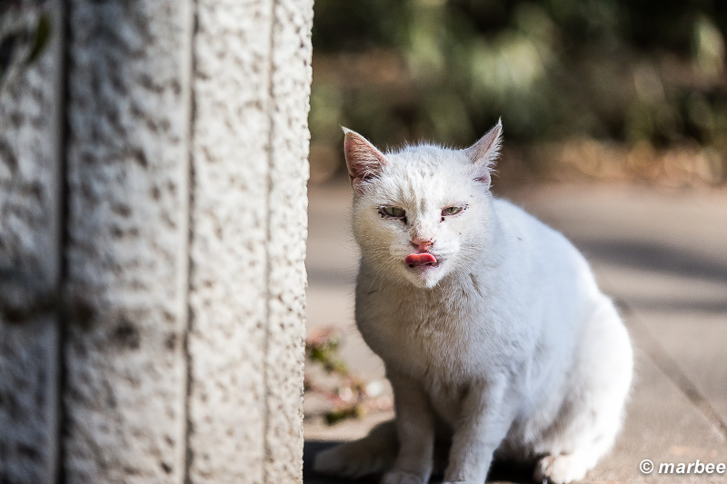 舌を出すニャンコ