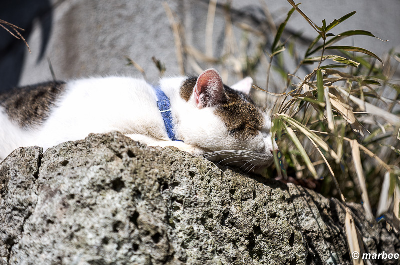 日向でお昼寝ニャンコ