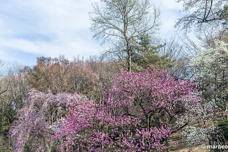 ハナモモ 桜と違う時期に咲けば主役になれる