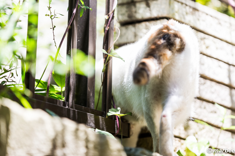 逃げるニャンコ