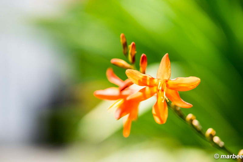 SONY FE 90mm F2.8 Macro G OSS 絞り開放