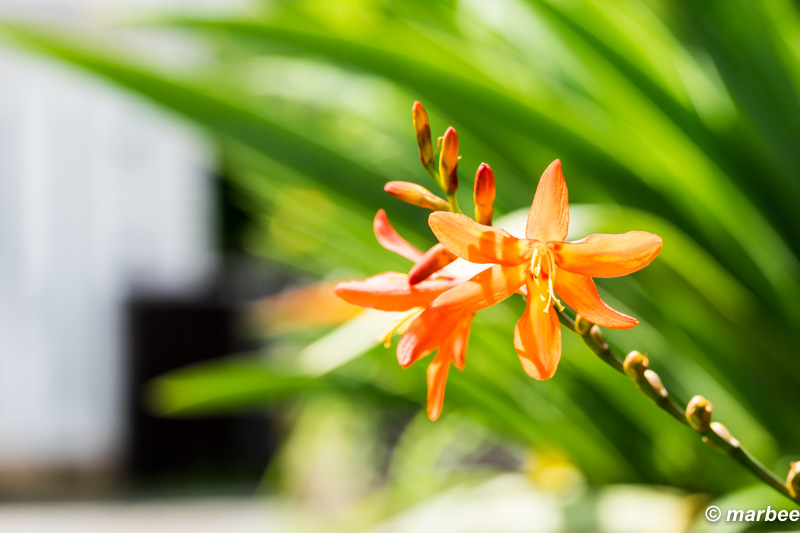 SONY FE 90mm F2.8 Macro G OSS F8