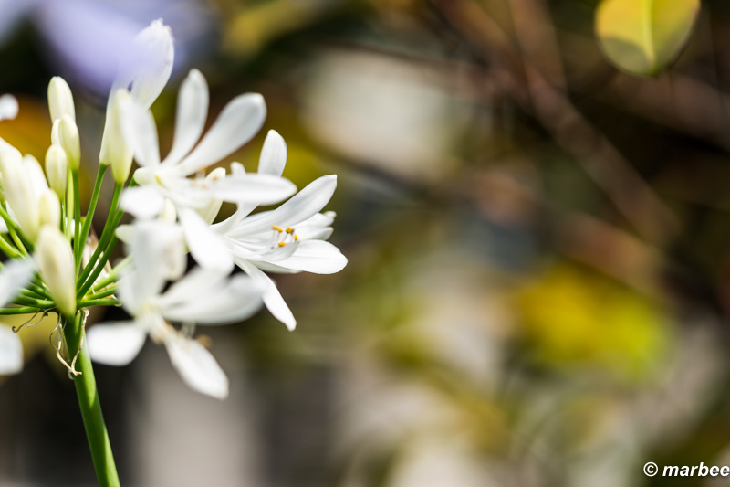 アガパンサス 白