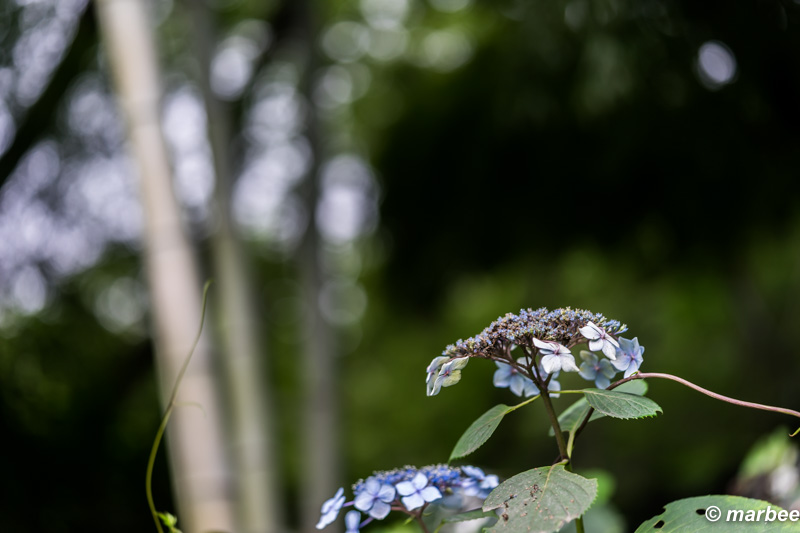 額紫陽花