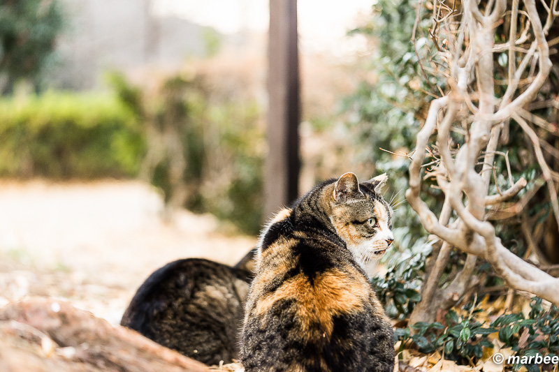 振り向きニャンコ