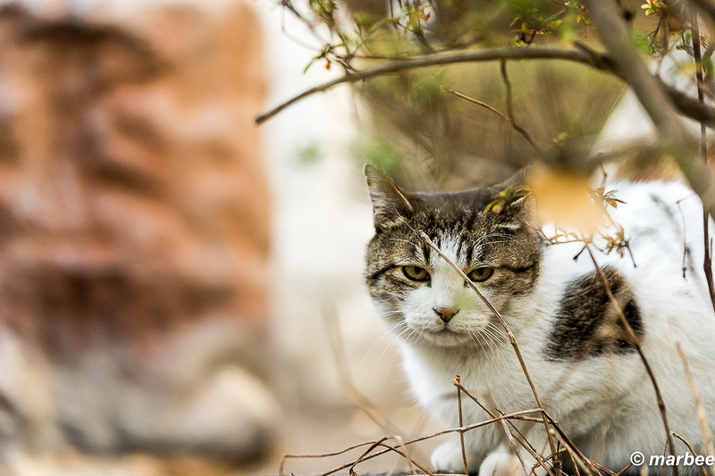 物陰からニャンコ