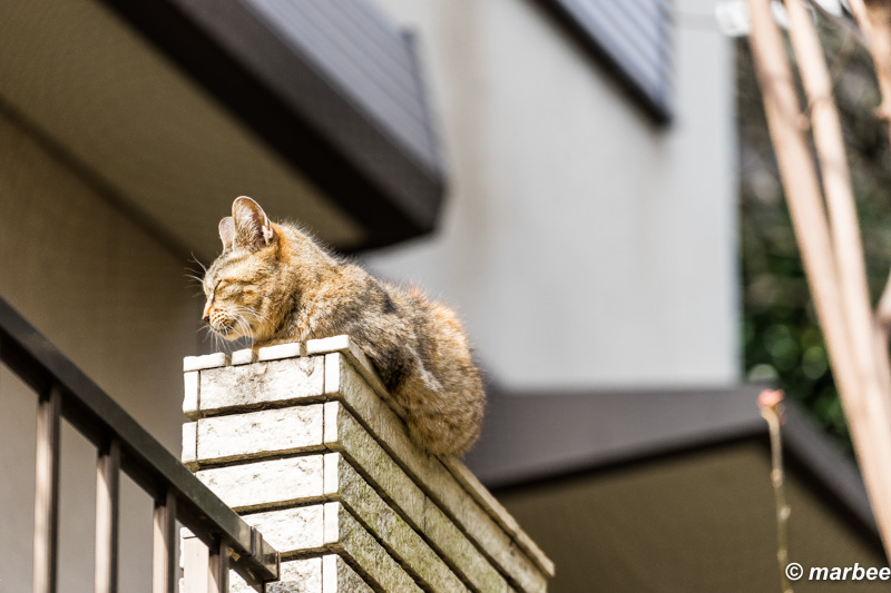 2016年3月29日のニャンコ2