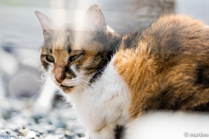 2016年3月29日のニャンコ3