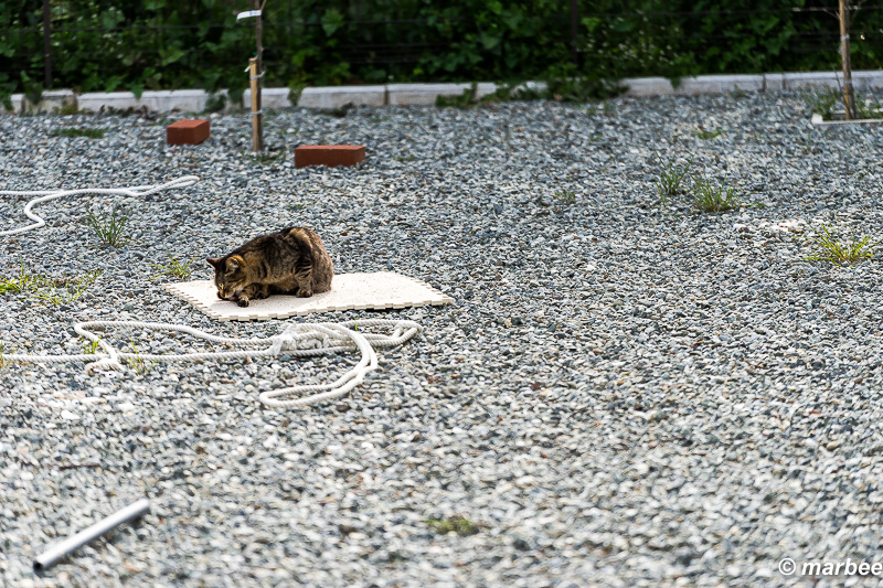 2016年3月29日のニャンコ4